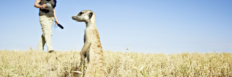 headerimage_interviewmeerkat_detlefovermanncom_mobile